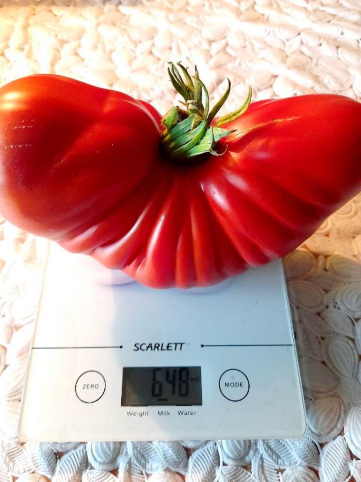 Жительница Лаишева вырастила томат весом более 600 гр