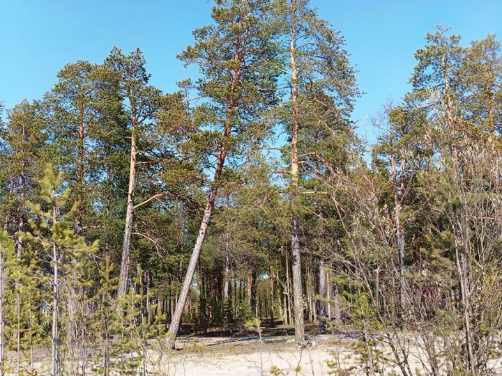 Городская среда: Манит меня тихий парк, озерцо и небесная синь