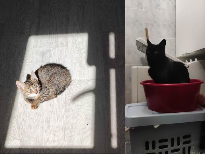 ФОТО на конкурс «Мой питомец — просто кадр!» — участник Марина Галеева