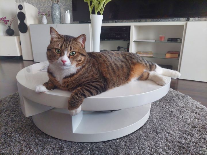 Котик Филя участвует в ФОТОконкурсе «Мой питомец — просто кадр!»