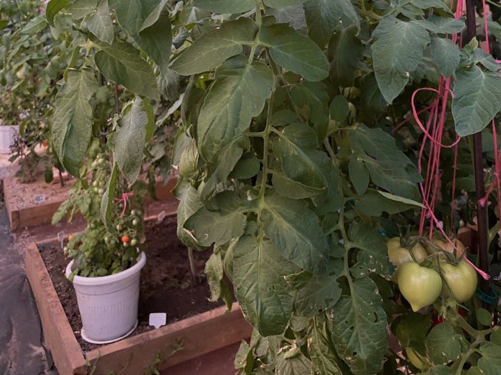 Кукурузу защитят энтомофаги