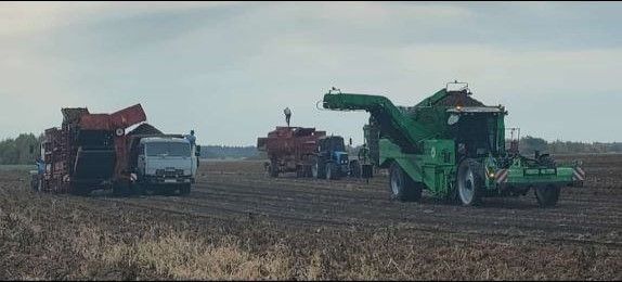 Лаеш районында урып-җыю кампаниясе тулы көченә бара