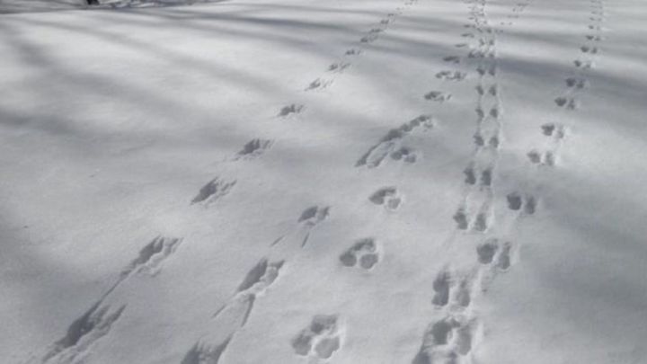 Лаишевский район присоединяется к зимнему учету животных
