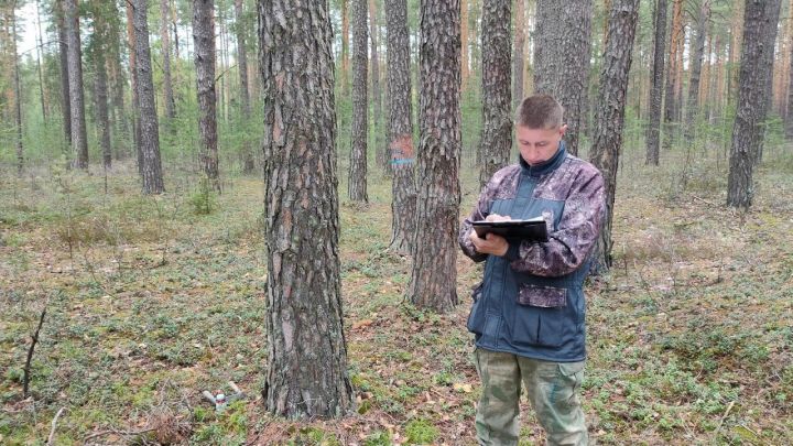 В Лаишевском районе запланированы работы по лесопатологическому обследованию лесов