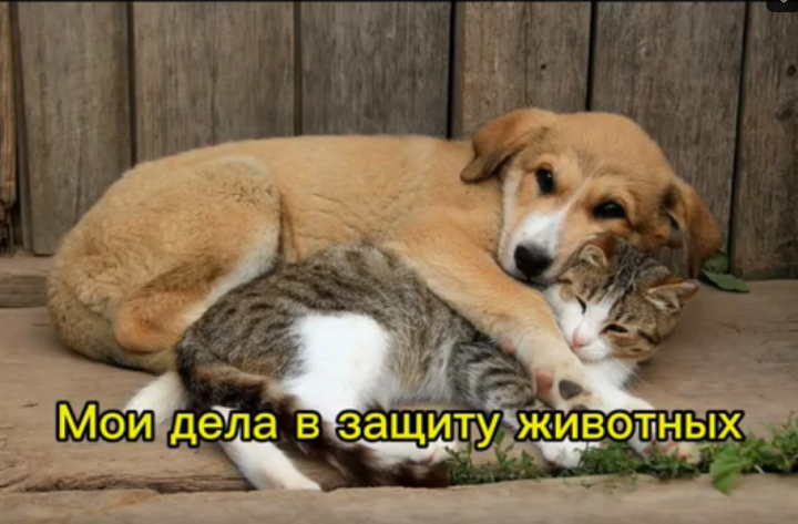 В Лаишевской гимназии № 1 завершилась акция «Мои дела в защиту животных» отряда «Мы СМС-дети».