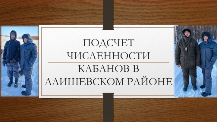 В Лаишевском районе ведется подсчет численности кабанов
