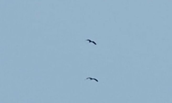 Гуси и цапли начинают возвращаться на территорию Татарстана