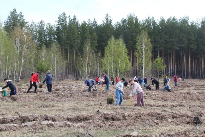 В Лаишевском районе высадят саженцы ели, сосны и лиственницы