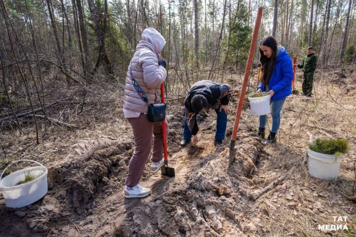 Жители Лаишевского района смогут посадить дерево в честь своего героя — участника ВОВ