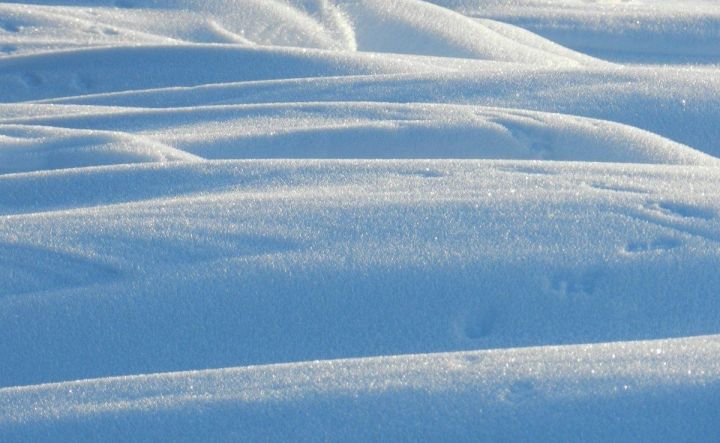 Быстрое освобождение полей от снега предотвращает поражение растений болезнями выпревания — Россельхозцентр РТ
