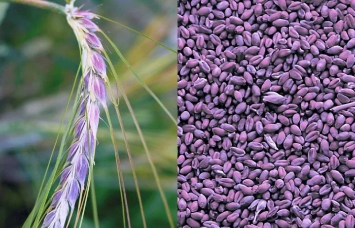 В магазинах Татарстана возможно появление хлеба из фиолетовой пшеницы