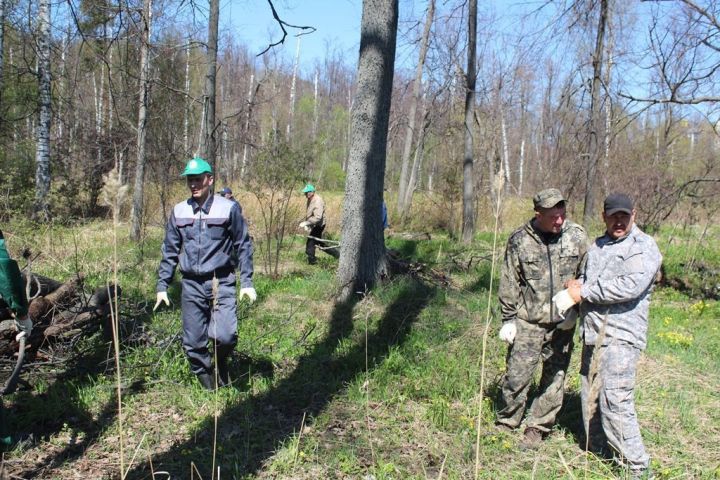 В Лаишевском районе пройдет акция «Чистые леса Татарстана»