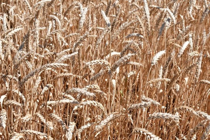 В Лаишевском районе стартовала уборка урожая озимых зерновых