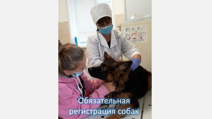 В Татарстане 1 января 2025 года введена обязательная регистрация собак