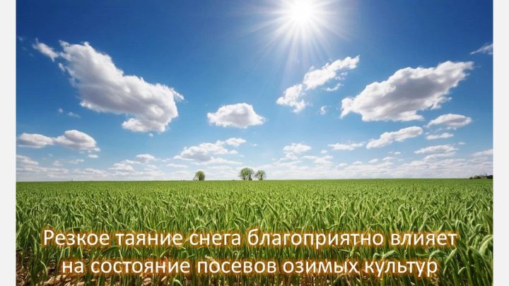 Влияние таяния снега на озимые культуры в Татарстане