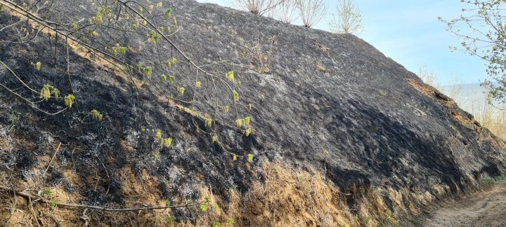В Лаишевском районе сохраняется высокая пожарная опасность в лесах