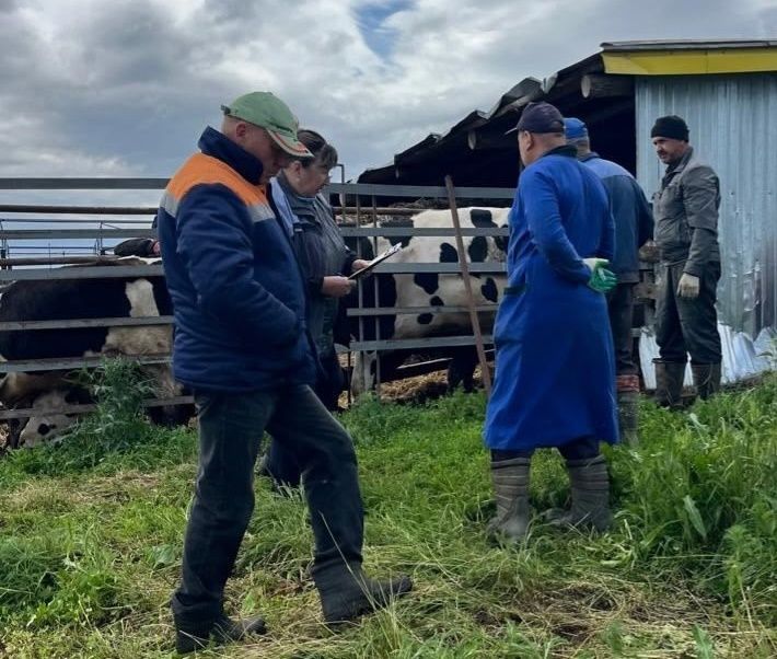 Ветеринары проводят диагностику бруцеллеза у крупного рогатого скота
