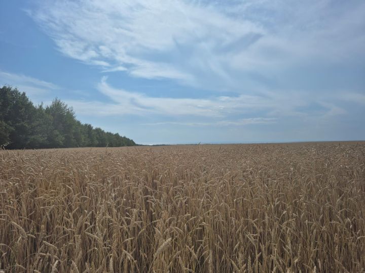 Погода на завтра, 10 августа