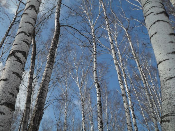 В Лаишевском районе теплеет, но гололедица сохраняется