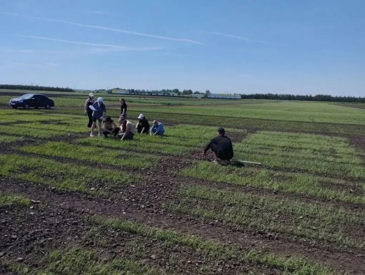 В Лаишевском районе ведется учет всходов на опытных полях «Агробиотехнопарка» КГАУ