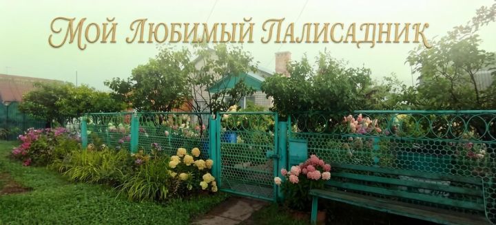 Цветущие гортензии стали украшением палисадника Галины Дегтяревой