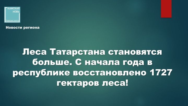 В Татарстане восстановили леса на площади более 1700 гектаров