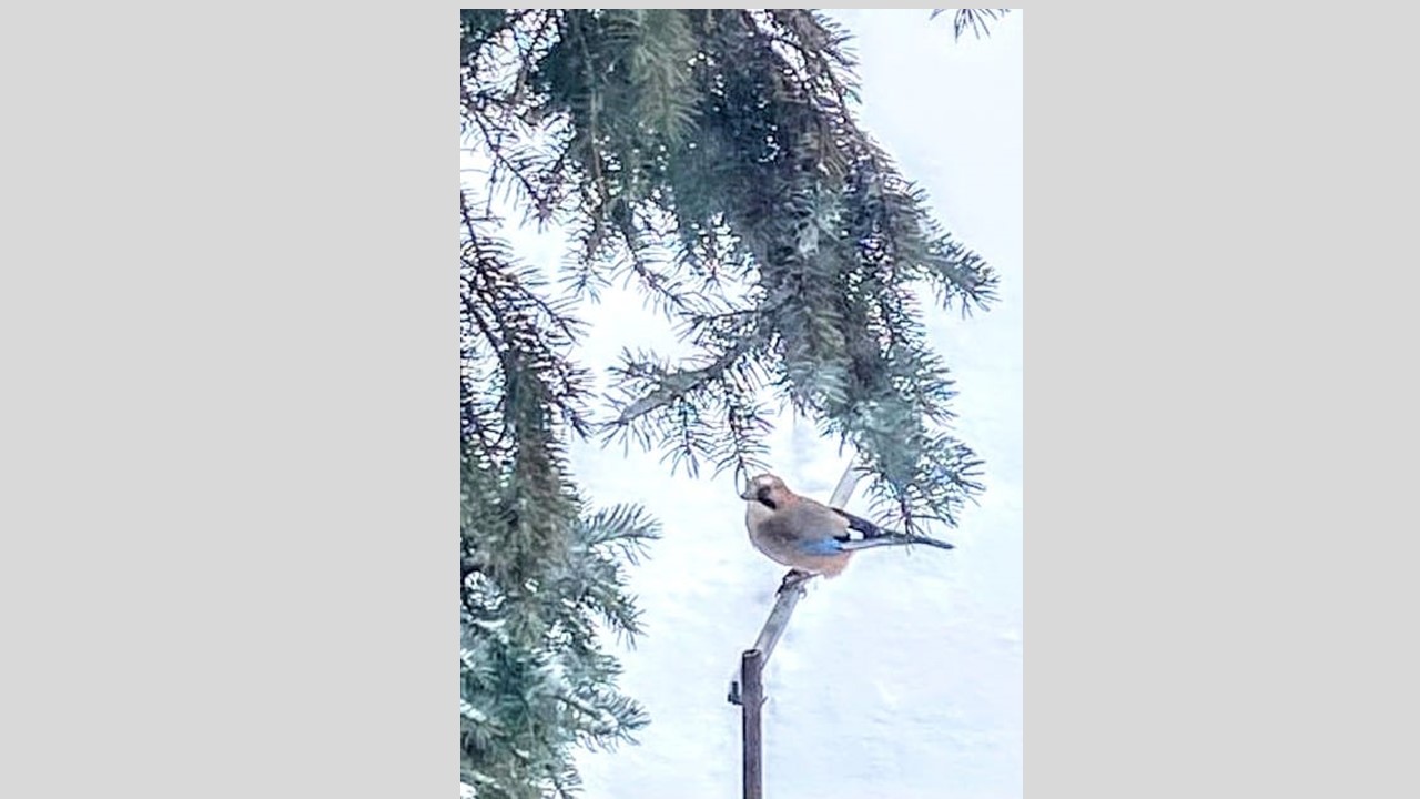 У природы нет плохой погоды, поэтому фотолюбители всегда найдут, что  поймать в кадр