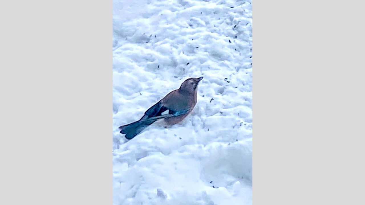 У природы нет плохой погоды, поэтому фотолюбители всегда найдут, что  поймать в кадр