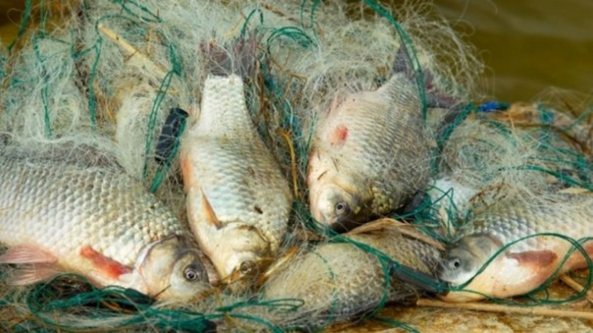 Лов рыбы сетью. Сеть для рыбалки. Сети для рыболовства. Рыба в сети. Сетка для рыбы.