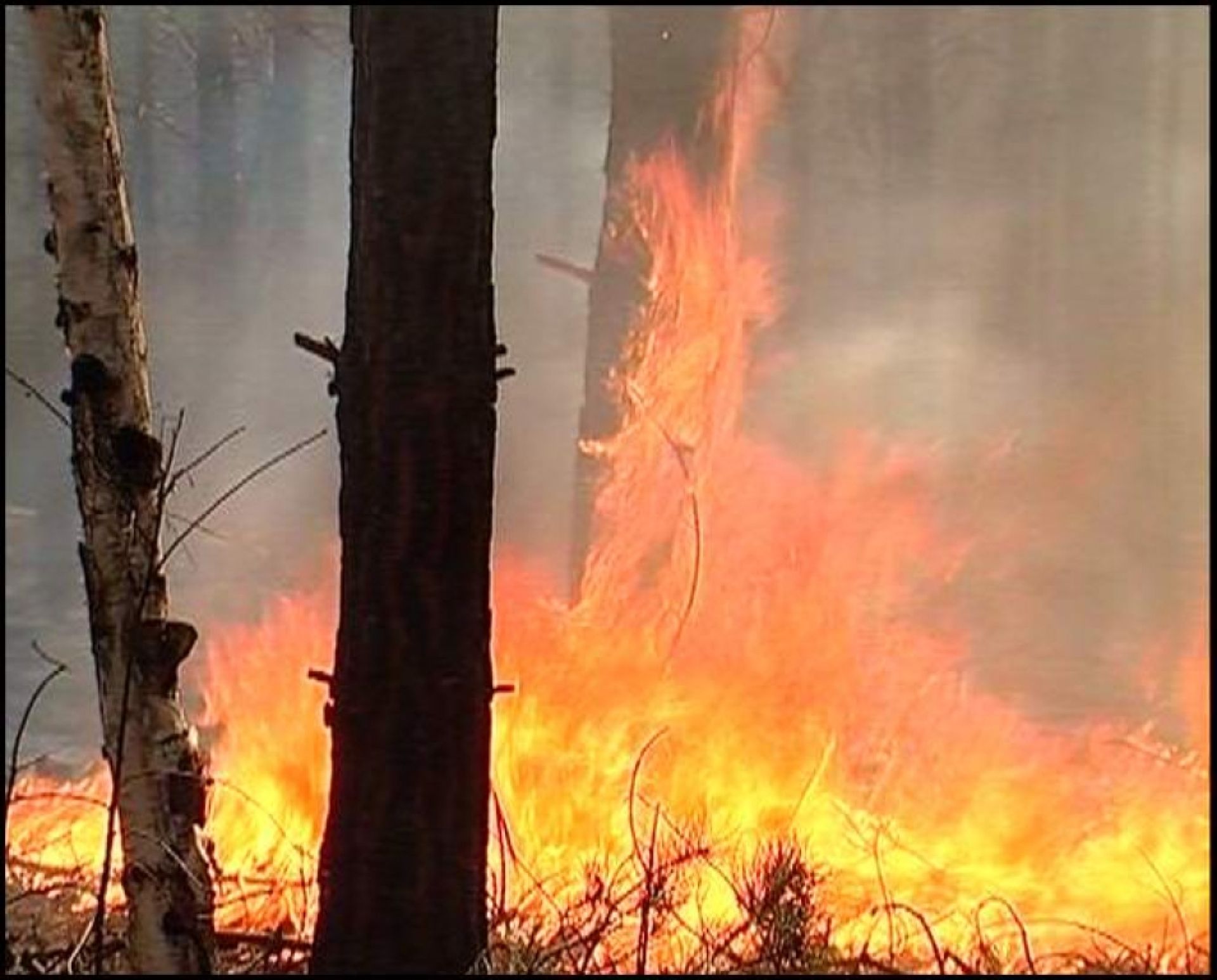 Лесной пожар 3 класс. Лесные пожары. Лесные пожары презентация. Пожар в лесу ОБЖ. Лесные пожары опасность в лесу.