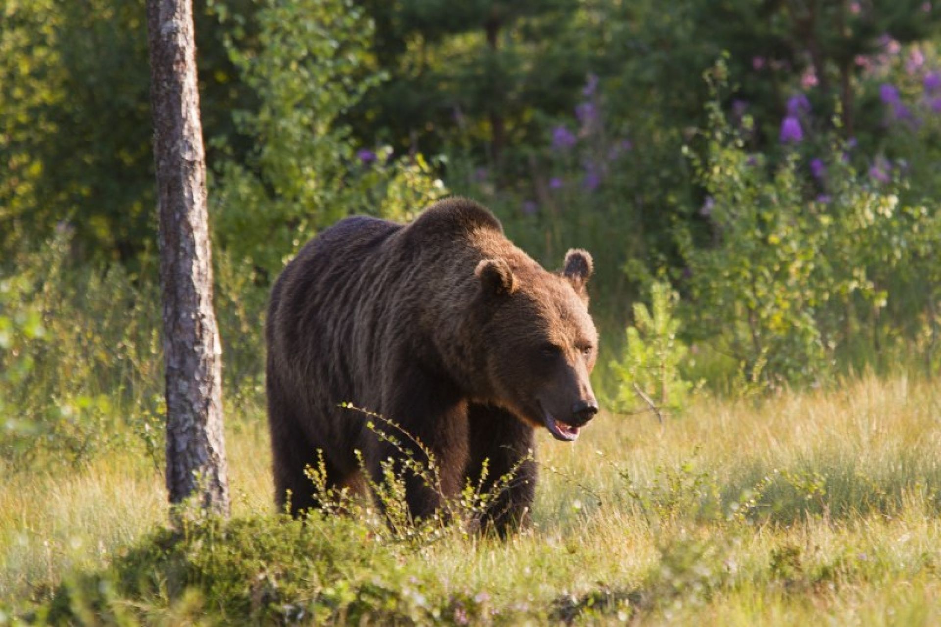 Бурый медведь в Татарстане
