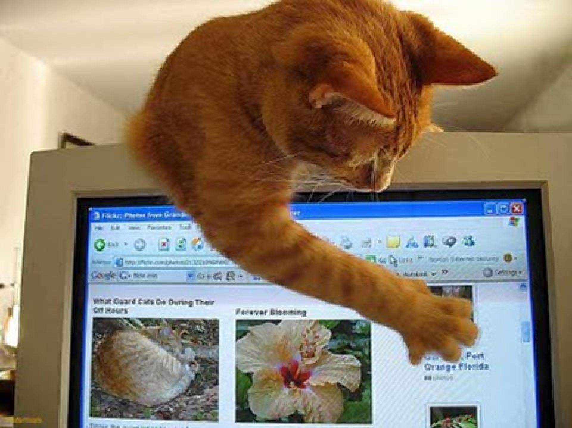 Смотрят кошки на экране. Кот за монитором. Смешной монитор. Кошка перед монитором. Кот на мониторе.