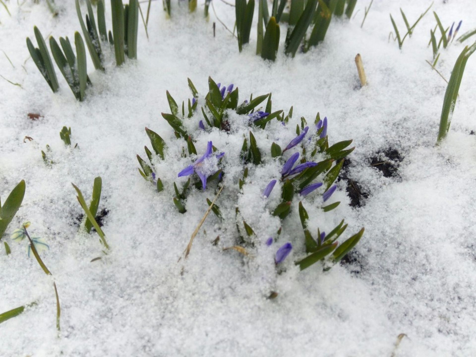 Первые цветы после снега в лесу синие