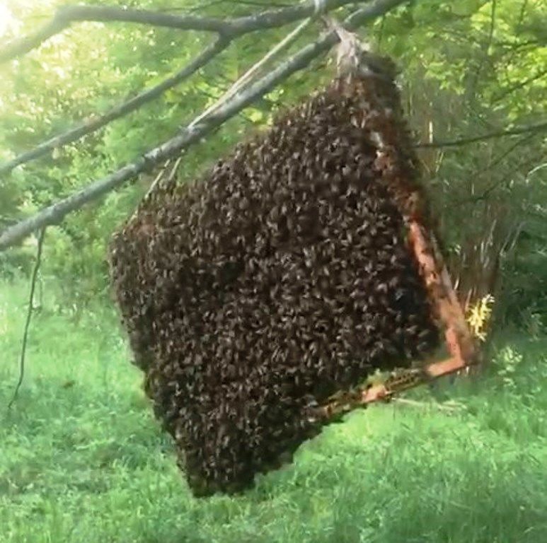 Когда роятся пчелы. Рой пчел. Пчелы роятся. Роение пчел мёд. Пчела в огороде.
