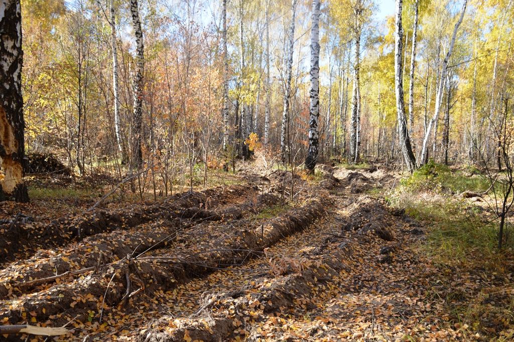 В Лаишевском районе радеют за сохранение леса