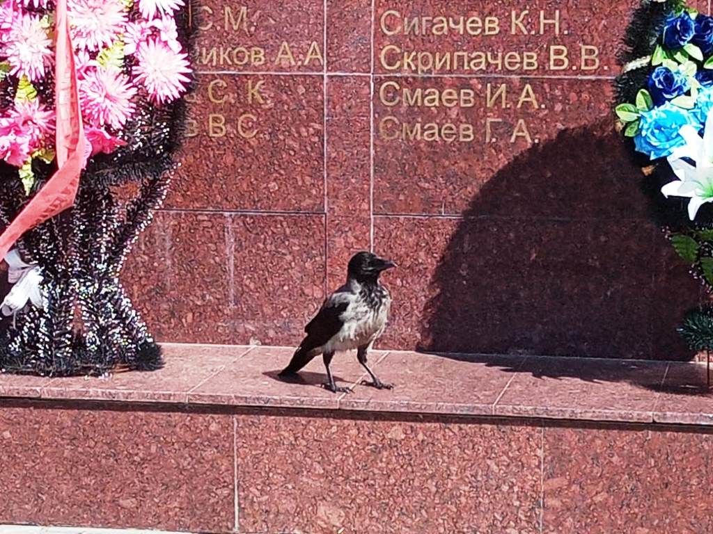 Пернатые друзья облюбовали лаишевский парк