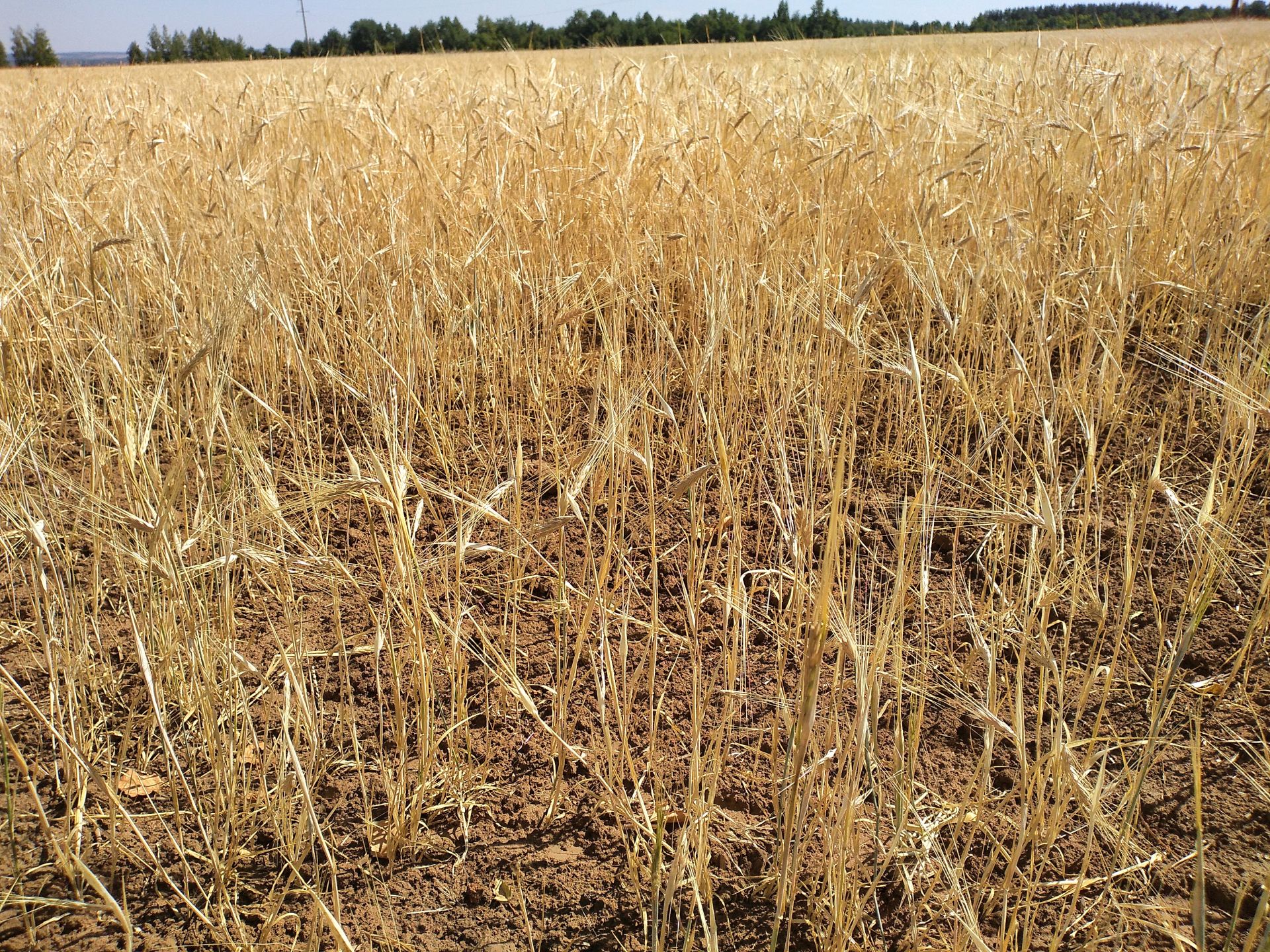 Сорняки ячменя. Засоренность зерна Яровой пшеницы. Сорняки в посевах озимой пшеницы. Посев пшеницы. Сорняки в посевах ржи.