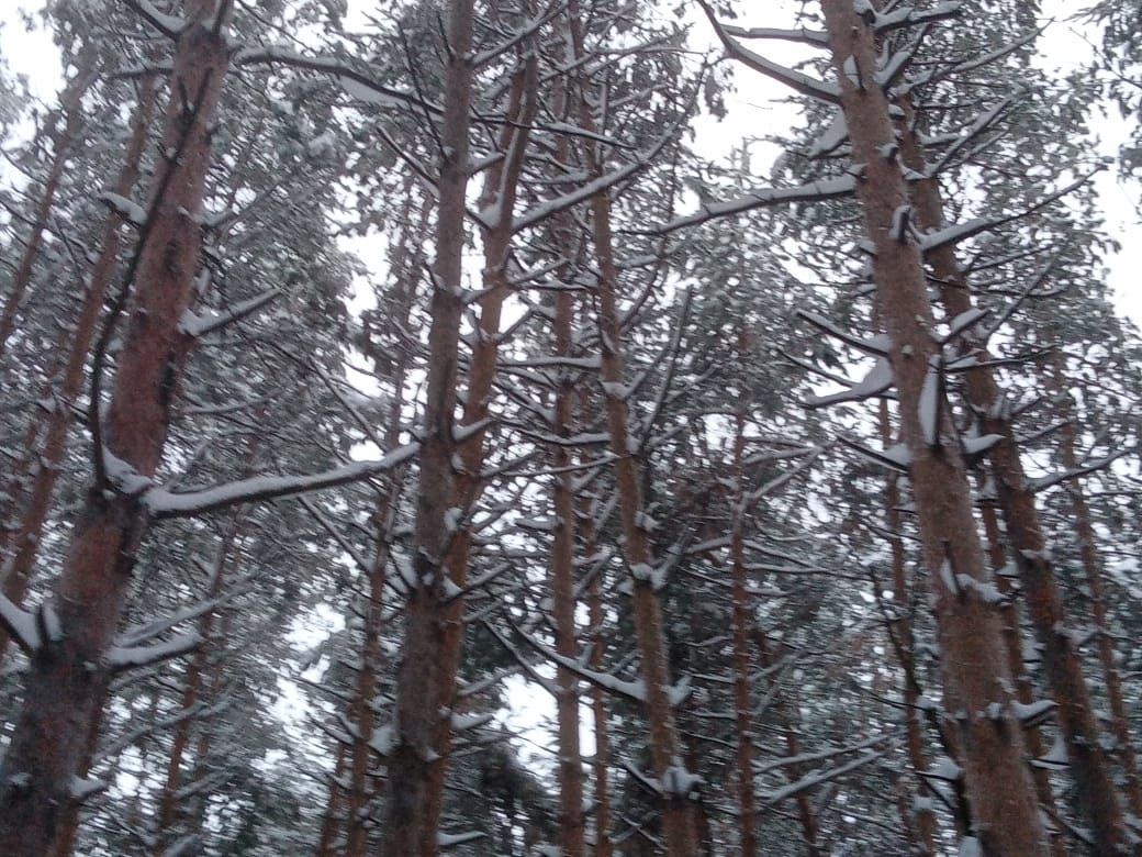 Фото читателей: зимний лес в Лаишево