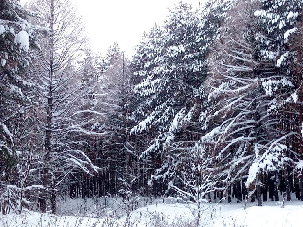 Фото читателей: зимний лес в Лаишево