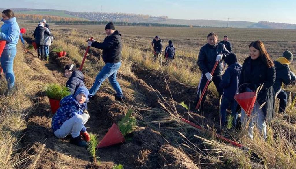 Участники Всероссийской акции «Сохраним лес» высадили 15 000 саженцев сосны в Орловском сельском поселении
