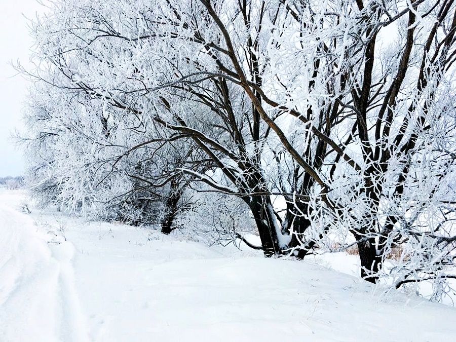 В небольшой морозец встань на лыжи