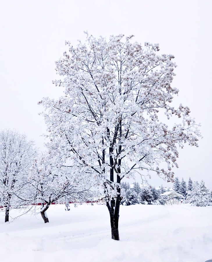 Фото читателя. Зимы прекрасные мгновенья