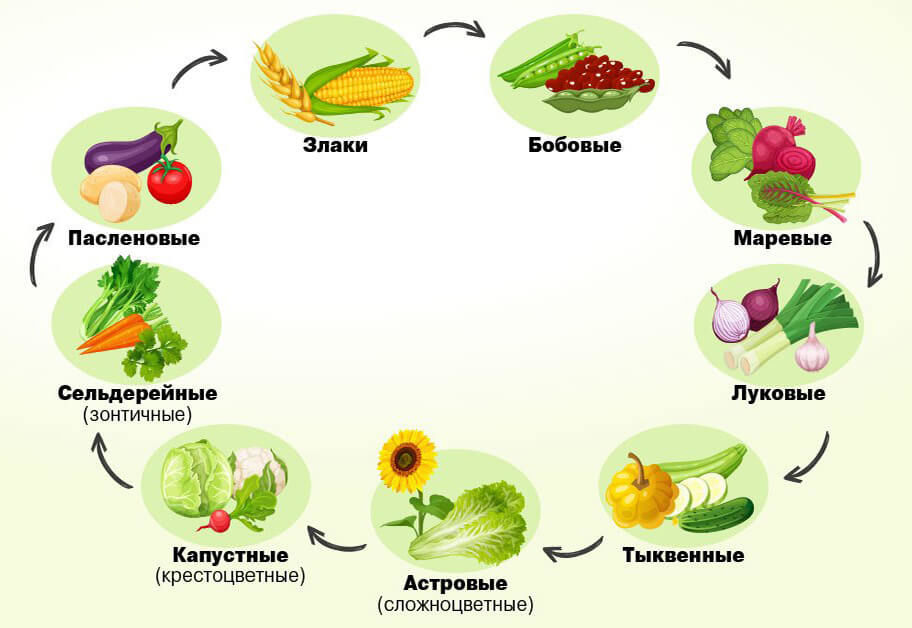 Горох и морковь на одной грядке схема