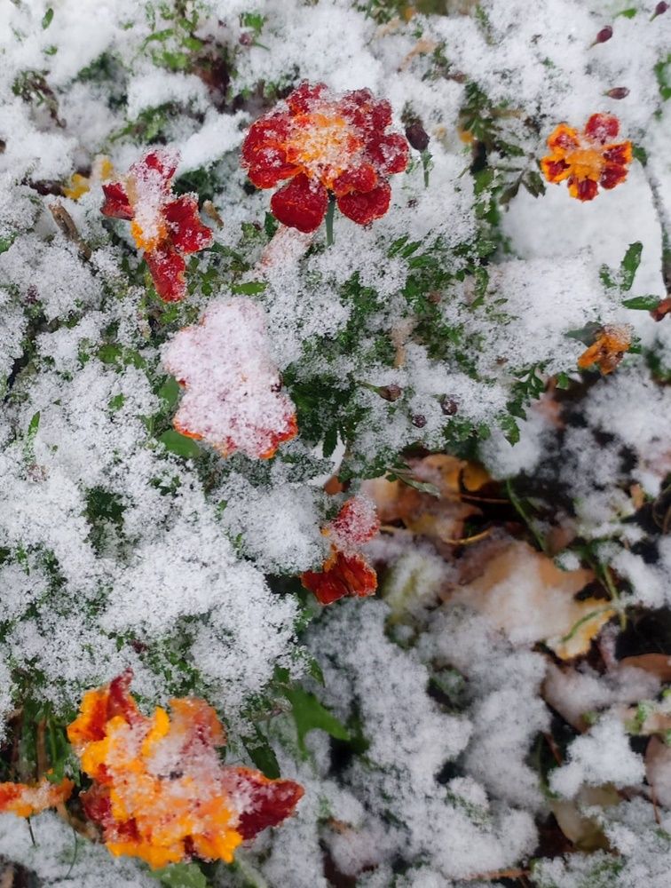 В Лаишеве выпал первый снег - фото от Владимира Андреева