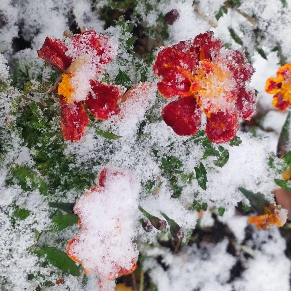 В Лаишеве выпал первый снег - фото от Владимира Андреева