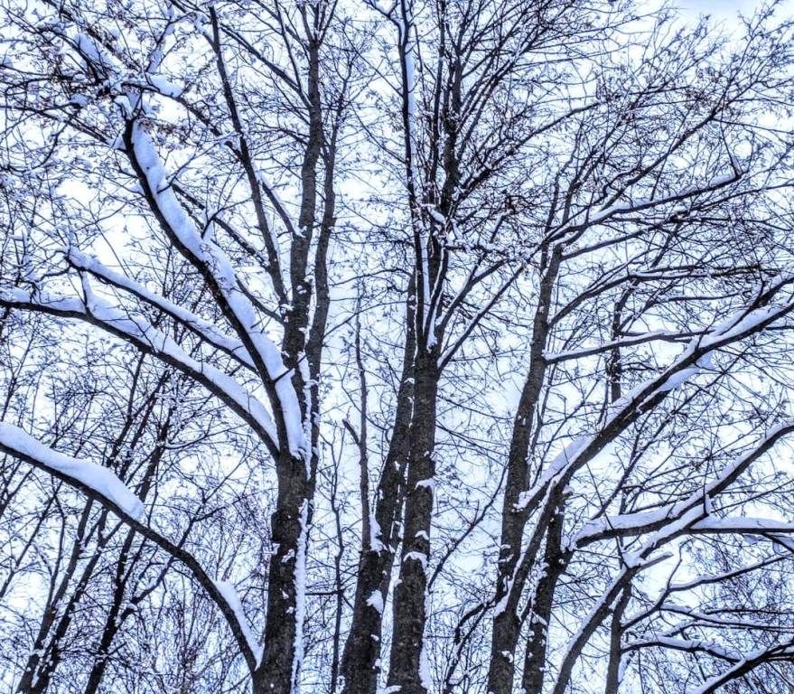 Владимир Андреев: На деревьях шапкой снежной  снег лежит, едва дыша