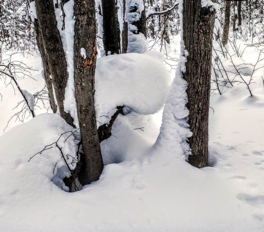 Владимир Андреев: На деревьях шапкой снежной  снег лежит, едва дыша