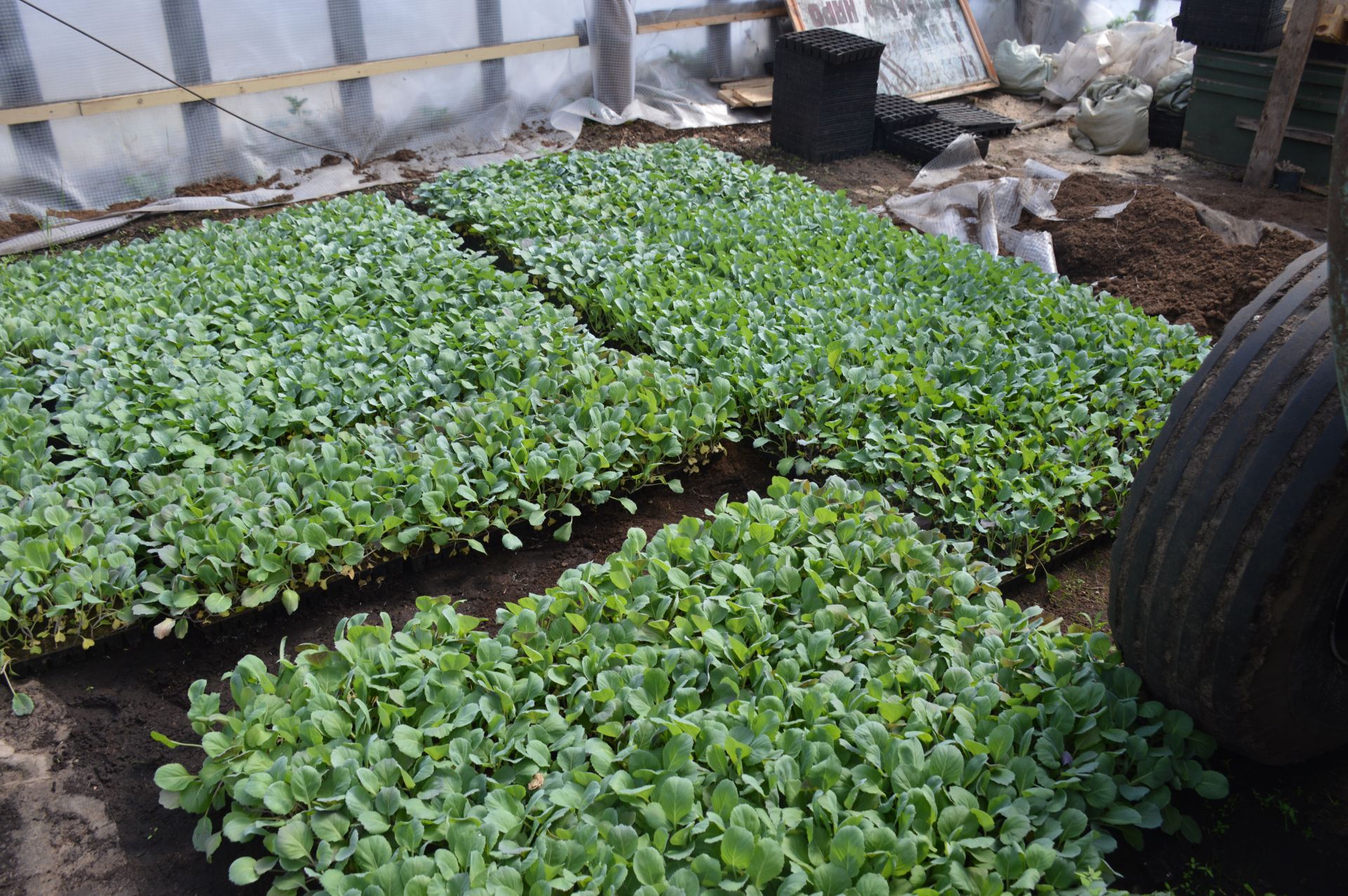 В тепличном хозяйстве села Нармонка набирает силу рассада овощей и зелени