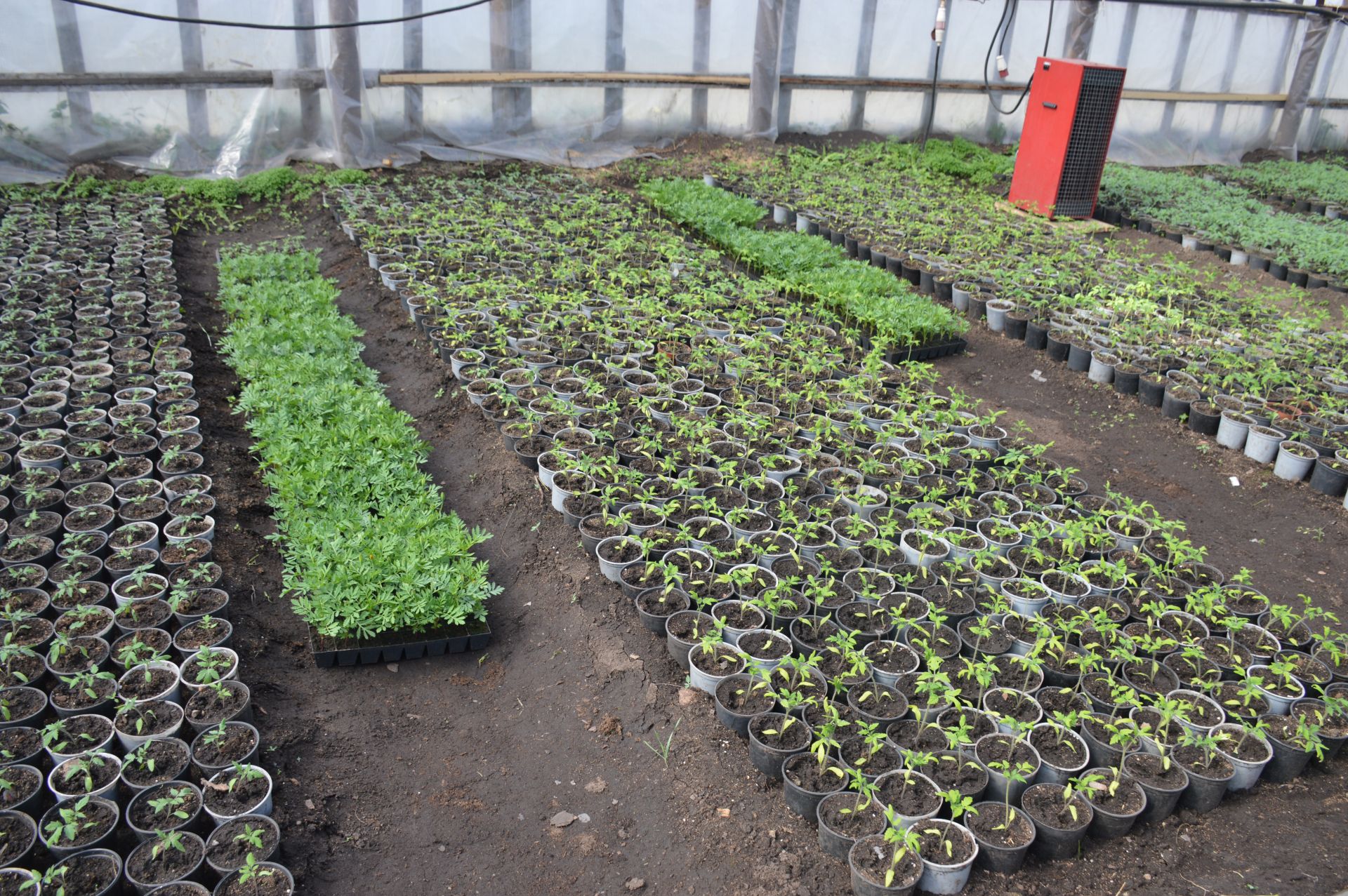 В тепличном хозяйстве села Нармонка набирает силу рассада овощей и зелени