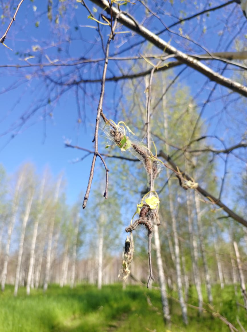 Лаеш районы халкы каен себеркеләре әзерли алмады